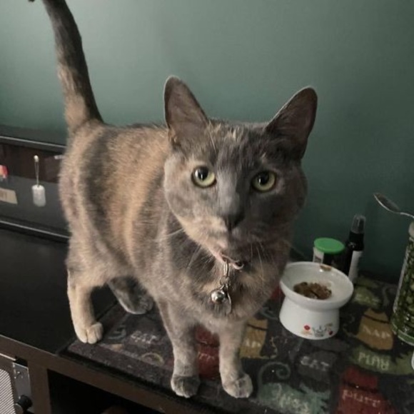 Meet your Posher, Melissa - Picture 1 of 1